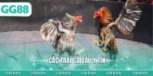 Các Trại Gà Đá Uy Tín